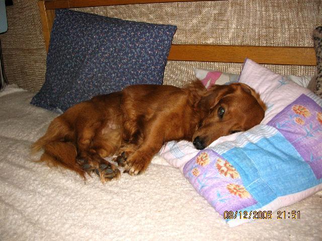 Фотографии к статье: Такса (Dachshund) / Советы по уходу и воспитанию породы собак, описание собаки, помощь при болезнях, фотографии, дискусии и форум.