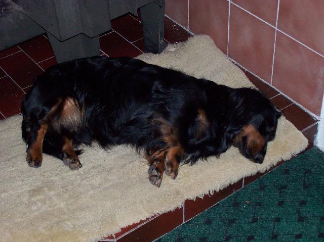 Фотографии к статье: Такса (Dachshund) / Советы по уходу и воспитанию породы собак, описание собаки, помощь при болезнях, фотографии, дискусии и форум.