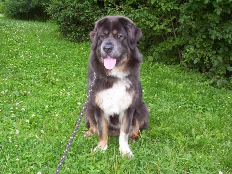 Фотографии к статье: Тибетский дог (тибетский мастиф, до-хи) (Tibetan Mastiff) / Советы по уходу и воспитанию породы собак, описание собаки, помощь при болезнях, фотографии, дискусии и форум.