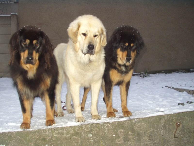 Фотографии к статье: Тибетский дог (тибетский мастиф, до-хи) (Tibetan Mastiff) / Советы по уходу и воспитанию породы собак, описание собаки, помощь при болезнях, фотографии, дискусии и форум.