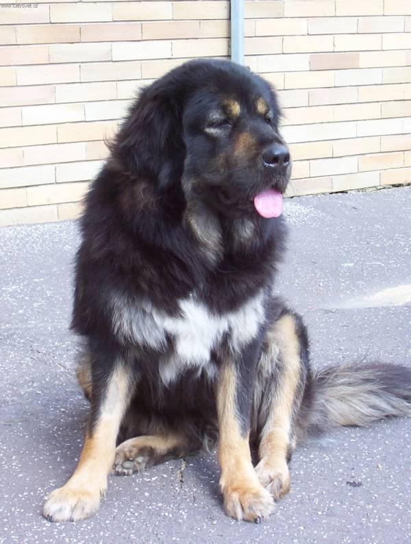 Фотографии к статье: Тибетский дог (тибетский мастиф, до-хи) (Tibetan Mastiff) / Советы по уходу и воспитанию породы собак, описание собаки, помощь при болезнях, фотографии, дискусии и форум.