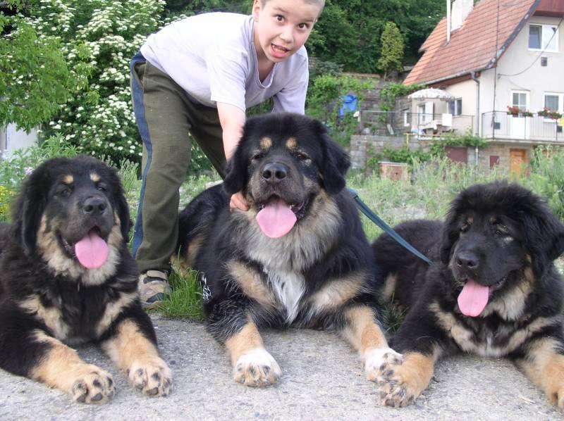 Фотографии к статье: Тибетский дог (тибетский мастиф, до-хи) (Tibetan Mastiff) / Советы по уходу и воспитанию породы собак, описание собаки, помощь при болезнях, фотографии, дискусии и форум.