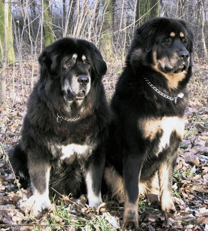 Фотографии к статье: Тибетский дог (тибетский мастиф, до-хи) (Tibetan Mastiff) / Советы по уходу и воспитанию породы собак, описание собаки, помощь при болезнях, фотографии, дискусии и форум.