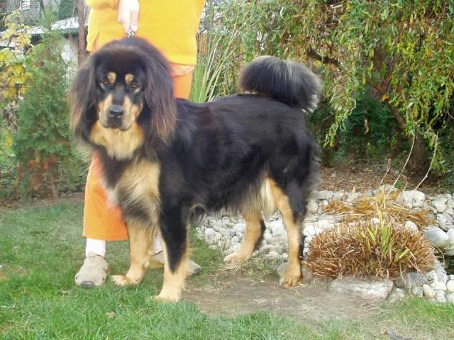 Фотографии к статье: Тибетский дог (тибетский мастиф, до-хи) (Tibetan Mastiff) / Советы по уходу и воспитанию породы собак, описание собаки, помощь при болезнях, фотографии, дискусии и форум.