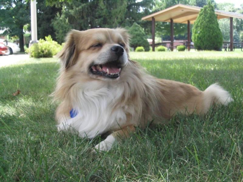 Фотографии к статье: Тибетский спаниель (Tibetan Spaniel) / Советы по уходу и воспитанию породы собак, описание собаки, помощь при болезнях, фотографии, дискусии и форум.