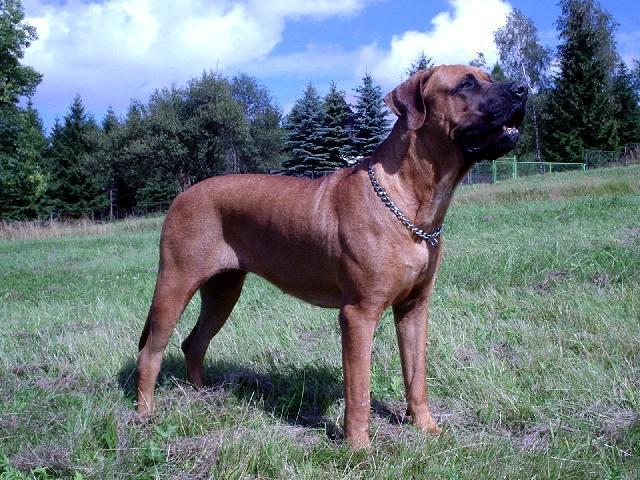 Фотографии к статье: Тоса-ину (Tosa Inu, Japanese Fighting Dog) / Советы по уходу и воспитанию породы собак, описание собаки, помощь при болезнях, фотографии, дискусии и форум.