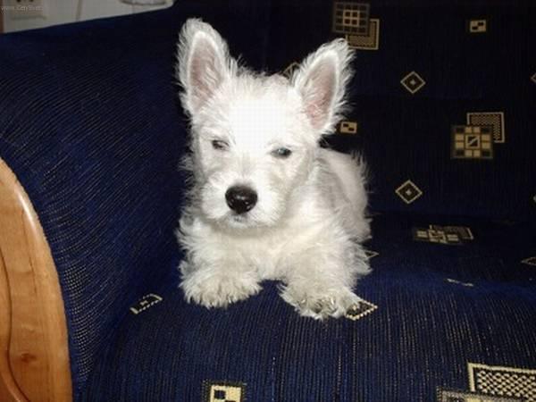 Фотографии к статье: Уэст-хайленд-уайт-терьер (West Highland White Terrier) / Советы по уходу и воспитанию породы собак, описание собаки, помощь при болезнях, фотографии, дискусии и форум.