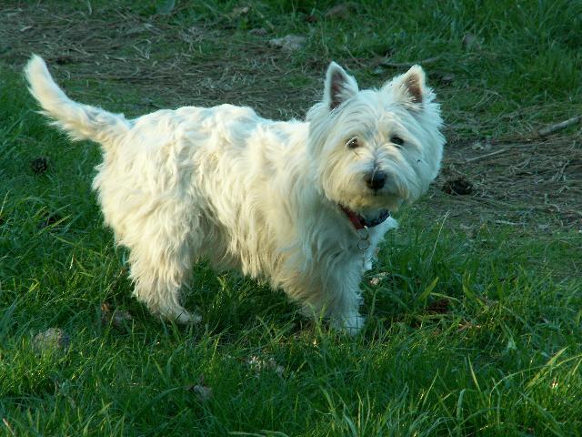 Фотографии к статье: Уэст-хайленд-уайт-терьер (West Highland White Terrier) / Советы по уходу и воспитанию породы собак, описание собаки, помощь при болезнях, фотографии, дискусии и форум.