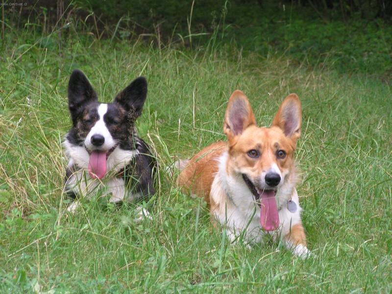 Фотографии к статье: Вельш-корги-кардиган (Welsh Corgi Cardigan) / Советы по уходу и воспитанию породы собак, описание собаки, помощь при болезнях, фотографии, дискусии и форум.