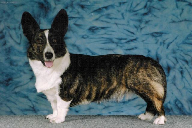 Фотографии к статье: Вельш-корги-кардиган (Welsh Corgi Cardigan) / Советы по уходу и воспитанию породы собак, описание собаки, помощь при болезнях, фотографии, дискусии и форум.