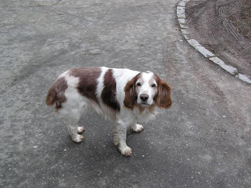 Фотографии к статье: Вельш-спрингер-спаниель (Welsh Springer Spaniel) / Советы по уходу и воспитанию породы собак, описание собаки, помощь при болезнях, фотографии, дискусии и форум.