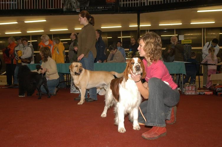 Фотографии к статье: Вельш-спрингер-спаниель (Welsh Springer Spaniel) / Советы по уходу и воспитанию породы собак, описание собаки, помощь при болезнях, фотографии, дискусии и форум.