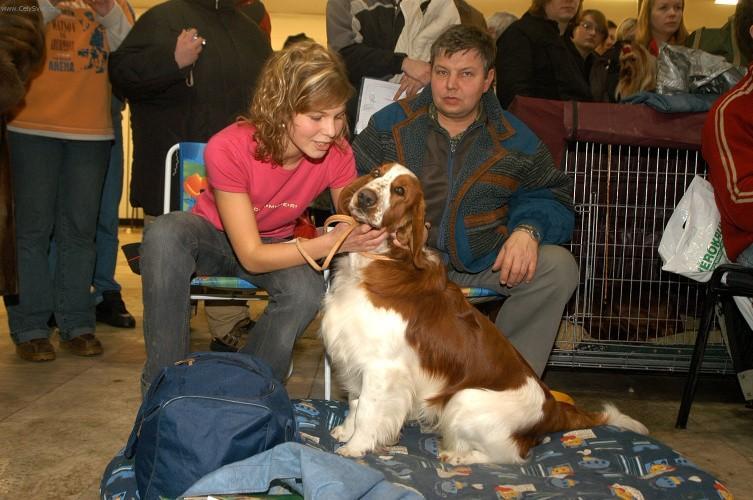 Фотографии к статье: Вельш-спрингер-спаниель (Welsh Springer Spaniel) / Советы по уходу и воспитанию породы собак, описание собаки, помощь при болезнях, фотографии, дискусии и форум.