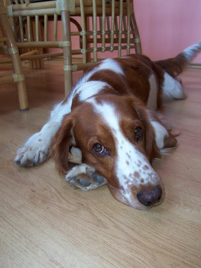 Фотографии к статье: Вельш-спрингер-спаниель (Welsh Springer Spaniel) / Советы по уходу и воспитанию породы собак, описание собаки, помощь при болезнях, фотографии, дискусии и форум.