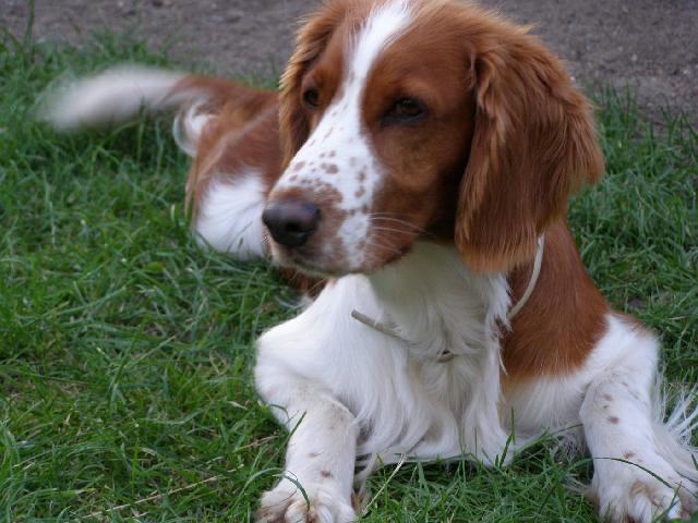 Фотографии к статье: Вельш-спрингер-спаниель (Welsh Springer Spaniel) / Советы по уходу и воспитанию породы собак, описание собаки, помощь при болезнях, фотографии, дискусии и форум.