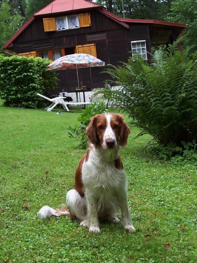 Фотографии к статье: Вельш-спрингер-спаниель (Welsh Springer Spaniel) / Советы по уходу и воспитанию породы собак, описание собаки, помощь при болезнях, фотографии, дискусии и форум.