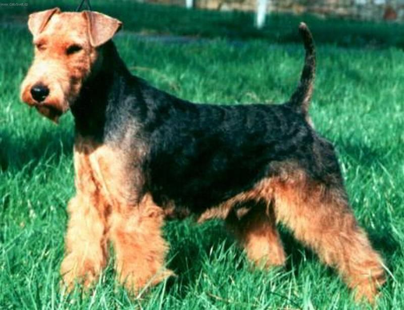 Фотографии к статье: Вельштерьер (Welsh Terrier) / Советы по уходу и воспитанию породы собак, описание собаки, помощь при болезнях, фотографии, дискусии и форум.