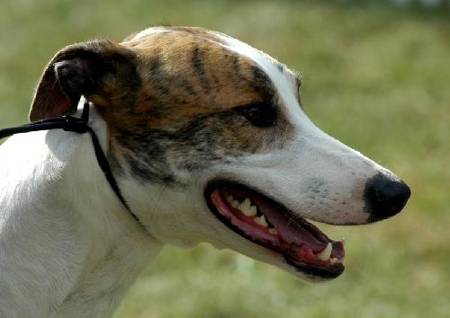 Фотографии к статье: Венгерская борзая (Hungarian Greyhound) / Советы по уходу и воспитанию породы собак, описание собаки, помощь при болезнях, фотографии, дискусии и форум.