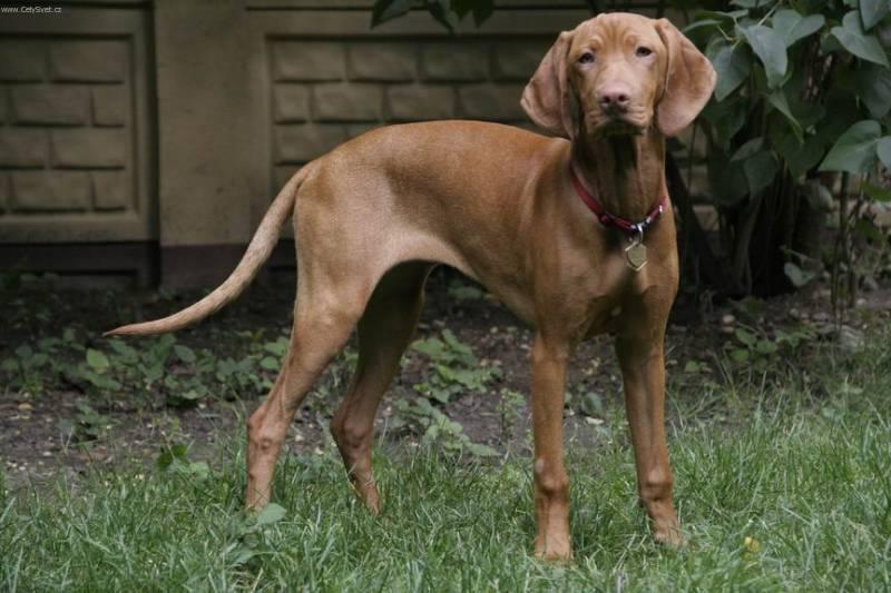 Фотографии к статье: Венгерская короткошерстная легавая (Выжла) (Hungarian Vizsla, Hungarian Pointer) / Советы по уходу и воспитанию породы собак, описание собаки, помощь при болезнях, фотографии, дискусии и форум.