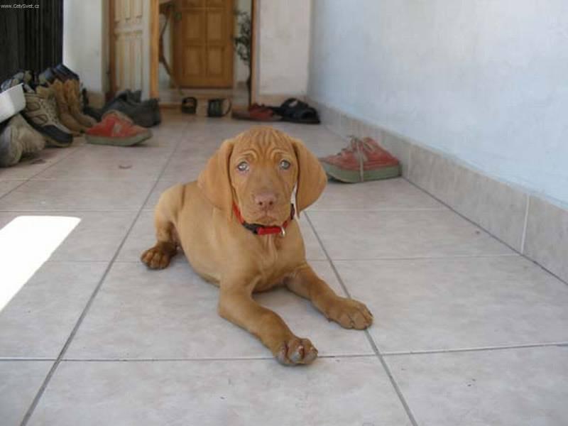 Фотографии к статье: Венгерская короткошерстная легавая (Выжла) (Hungarian Vizsla, Hungarian Pointer) / Советы по уходу и воспитанию породы собак, описание собаки, помощь при болезнях, фотографии, дискусии и форум.