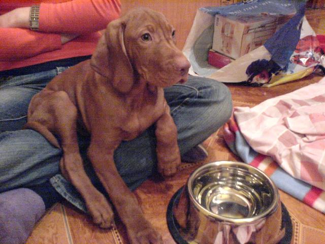 Фотографии к статье: Венгерская короткошерстная легавая (Выжла) (Hungarian Vizsla, Hungarian Pointer) / Советы по уходу и воспитанию породы собак, описание собаки, помощь при болезнях, фотографии, дискусии и форум.