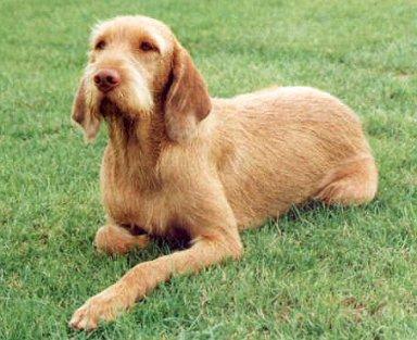 Фотографии к статье: Венгерская жесткошерстная легавая (Выжла) (Hungarian Wire-haired Pointer (vizsla)) / Советы по уходу и воспитанию породы собак, описание собаки, помощь при болезнях, фотографии, дискусии и форум.