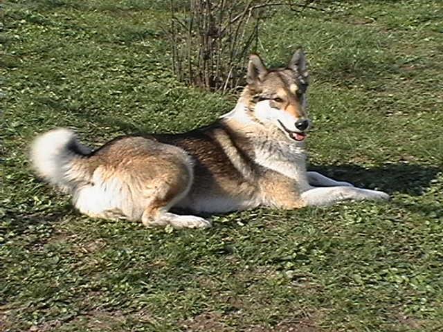 Фотографии к статье: Западносибирская лайка (West Siberian Laika) / Советы по уходу и воспитанию породы собак, описание собаки, помощь при болезнях, фотографии, дискусии и форум.