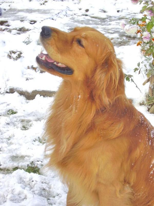 Фотографии к статье: Золотистый ретривер (Golden Retriever) / Советы по уходу и воспитанию породы собак, описание собаки, помощь при болезнях, фотографии, дискусии и форум.