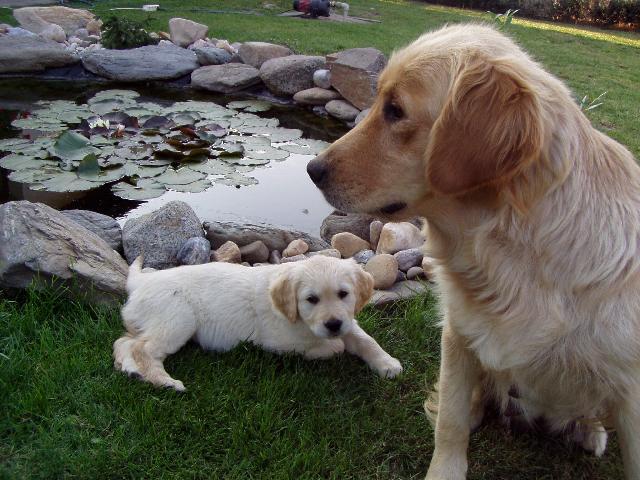 Фотографии к статье: Золотистый ретривер (Golden Retriever) / Советы по уходу и воспитанию породы собак, описание собаки, помощь при болезнях, фотографии, дискусии и форум.