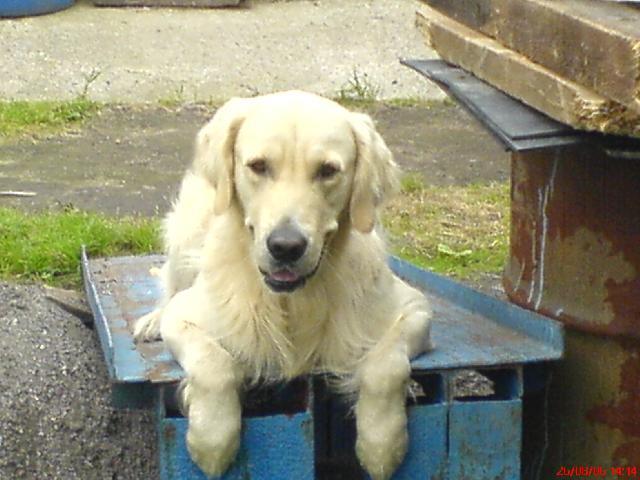 Фотографии к статье: Золотистый ретривер (Golden Retriever) / Советы по уходу и воспитанию породы собак, описание собаки, помощь при болезнях, фотографии, дискусии и форум.