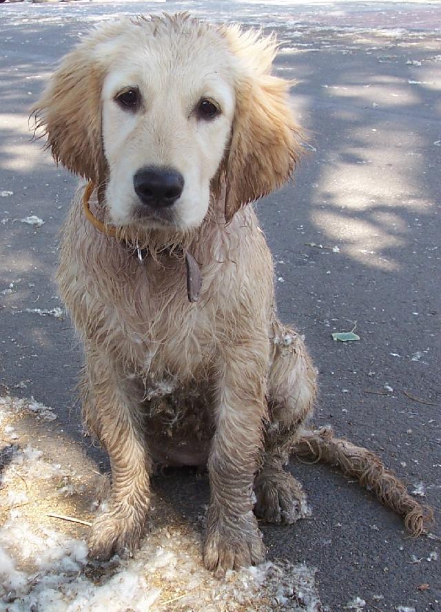 Фотографии к статье: Золотистый ретривер (Golden Retriever) / Советы по уходу и воспитанию породы собак, описание собаки, помощь при болезнях, фотографии, дискусии и форум.