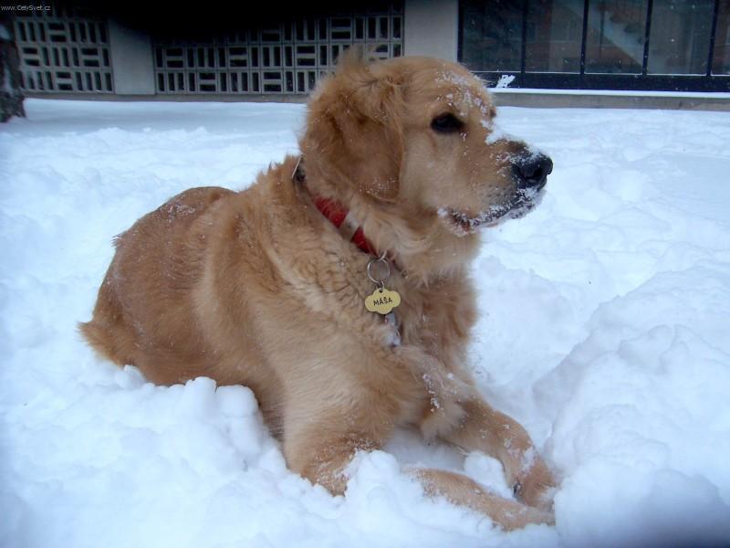 Фотографии к статье: Золотистый ретривер (Golden Retriever) / Советы по уходу и воспитанию породы собак, описание собаки, помощь при болезнях, фотографии, дискусии и форум.