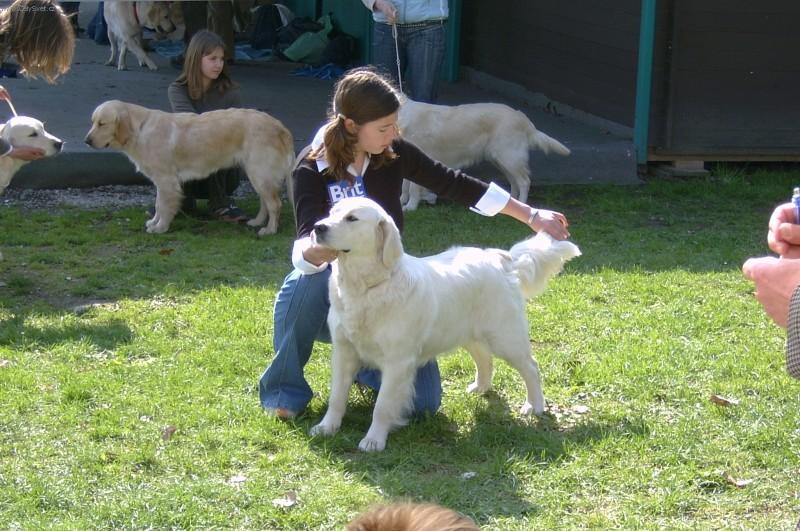 Фотографии к статье: Золотистый ретривер (Golden Retriever) / Советы по уходу и воспитанию породы собак, описание собаки, помощь при болезнях, фотографии, дискусии и форум.