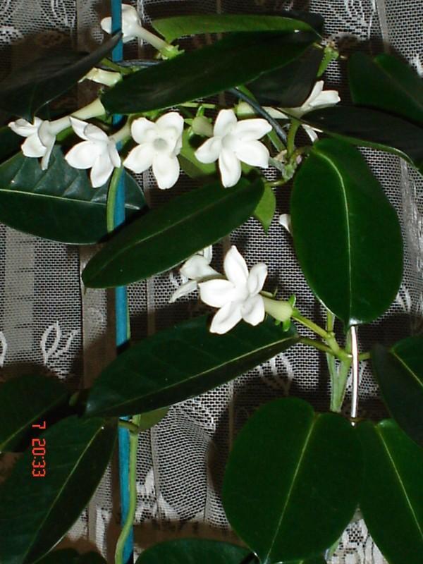 Фотографии к статье: Стефанотис (Stephanotis)