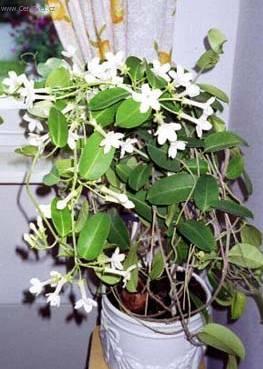 Фотографии к статье: Стефанотис (Stephanotis)