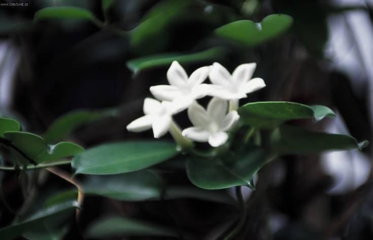 Фотографии к статье: Стефанотис (Stephanotis)