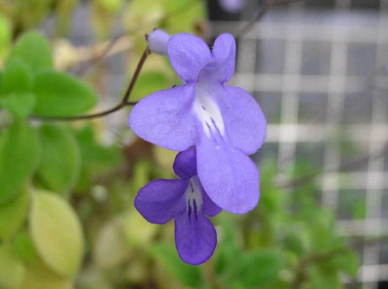 Фотографии к статье: Стрептокарпус (Streptocarpus)