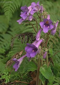 Фотографии к статье: Стрептокарпус (Streptocarpus)