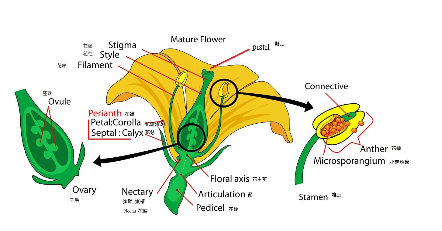 Фотографии к статье: Строение цветов (The structure of the flower)