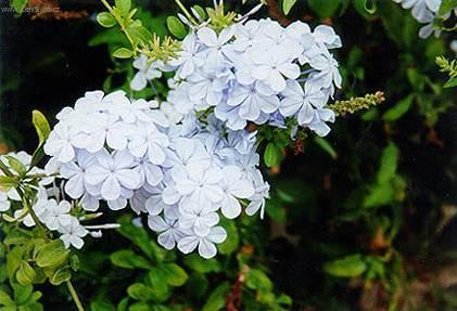 Фотографии к статье: Свинчатка ушковидная (Plumbago auriculata)