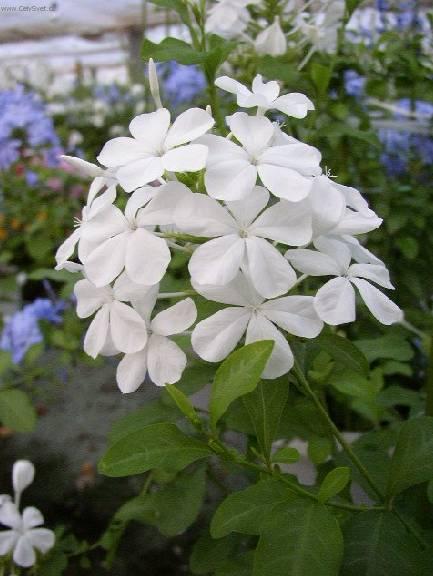 Фотографии к статье: Свинчатка ушковидная (Plumbago auriculata)