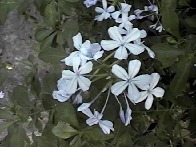 Фотографии к статье: Свинчатка ушковидная (Plumbago auriculata)