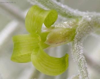 Фотографии к статье: Тилландсия уснеевидная (Tillandsia usneoides)