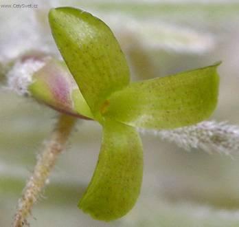 Фотографии к статье: Тилландсия уснеевидная (Tillandsia usneoides)