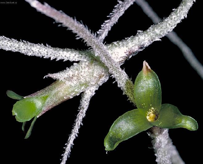 Фотографии к статье: Тилландсия уснеевидная (Tillandsia usneoides)