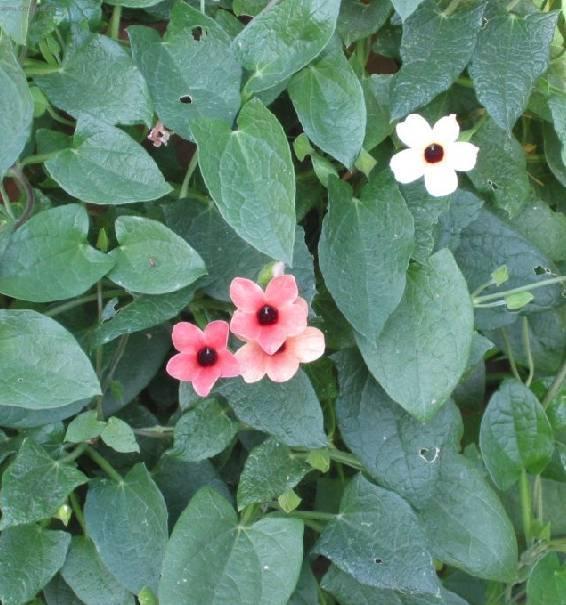 Фотографии к статье: Тунбергия (Thunbergia)