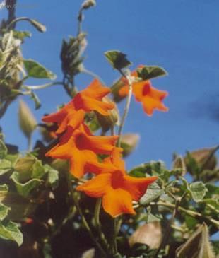 Фотографии к статье: Тунбергия (Thunbergia)