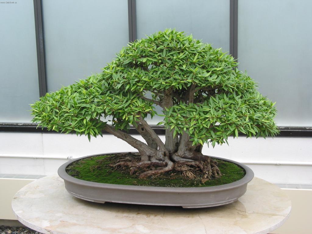 Фотографии к статье: Выращивание и разведение бонсаев (Bonsai)