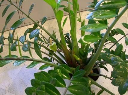 Фотографии к статье: Замиокулькас замиелистный (Zamioculcas zamiifolia)