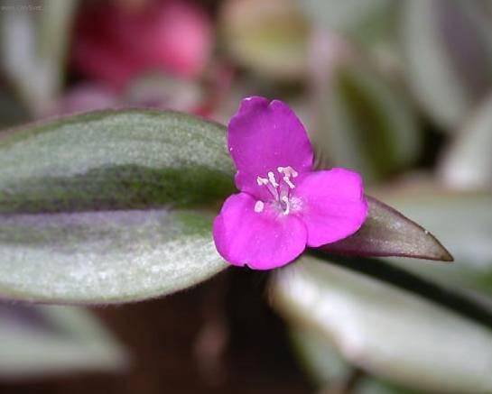 Фотографии к статье: Зебрина повислая (Zebrina pendula)